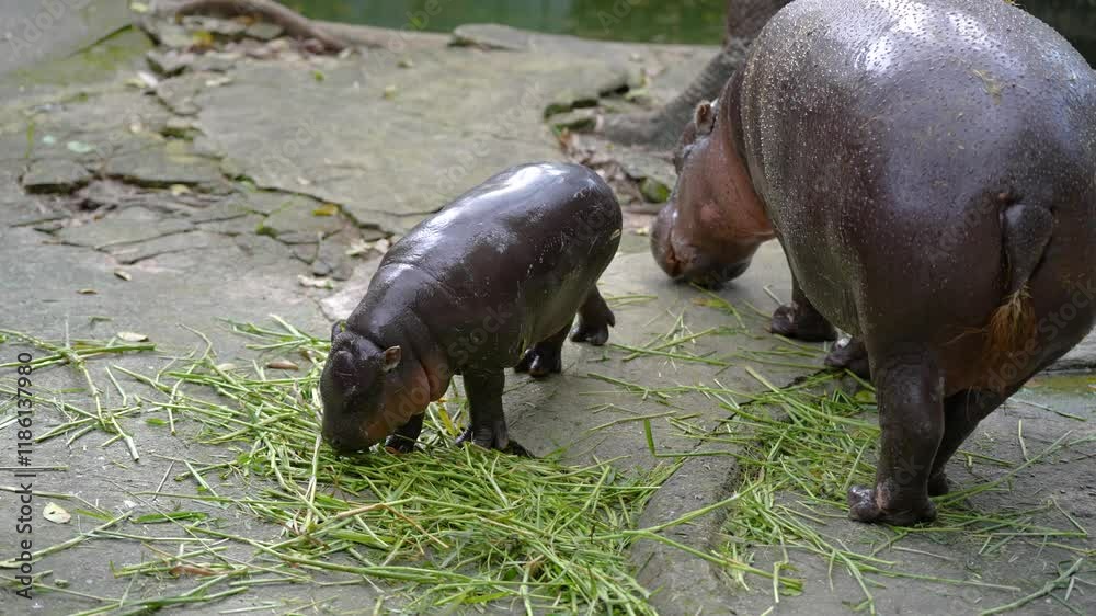 Pygmy Hippopotamus mother and baby Pygmy Hippopotamus mother and baby