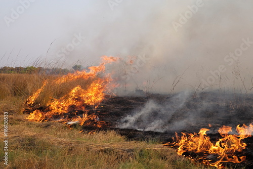 Raging Wildfire with high flames, a Bushfire laid by poachers, wild bushfire, heavy fire, burning grass, burning plains, disastrous inferno