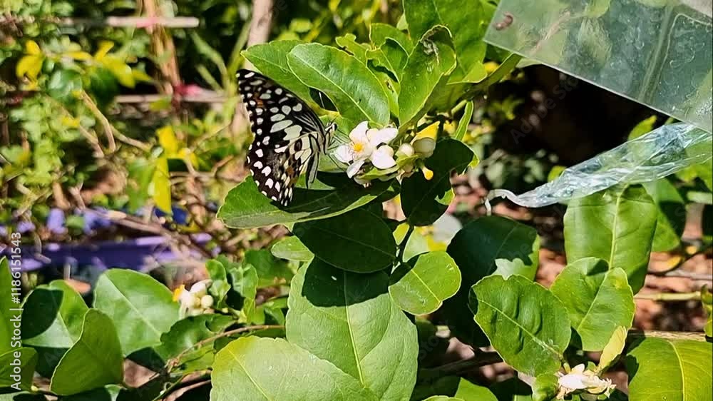A slow motion animation of multicolored butterflies in nature, flying to collect nectar from the white flowers of a lemon tree in afternoon summer season