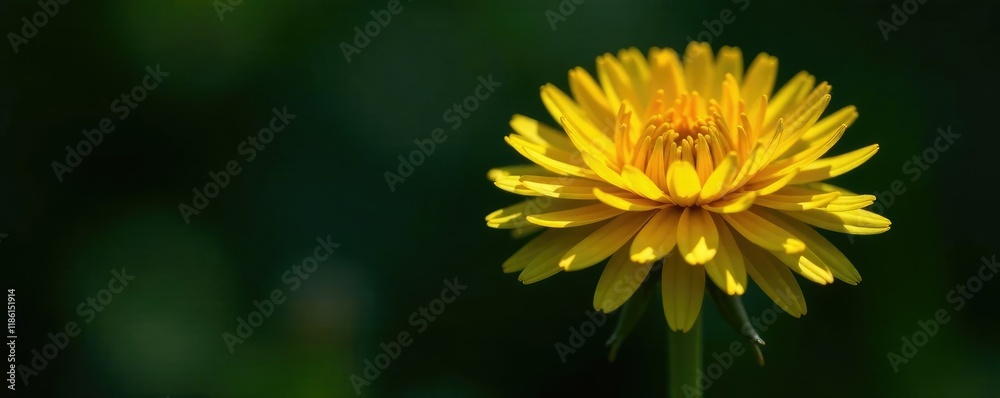 Bright yellow dandelion against dark background, spring, bloom Bright yellow dandelion against dark background, spring, bloom