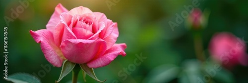 Delicate petals of pink rose unfolding in morning dew, blossom, greenery