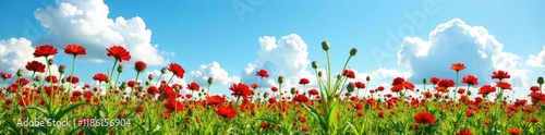 Field of black cumin sativa flowers against a clear blue sky with fluffy white clouds, landscape, garden, wildflowers