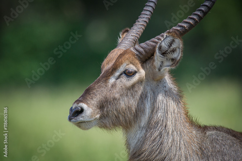 Photography Close up of a male waterbuck