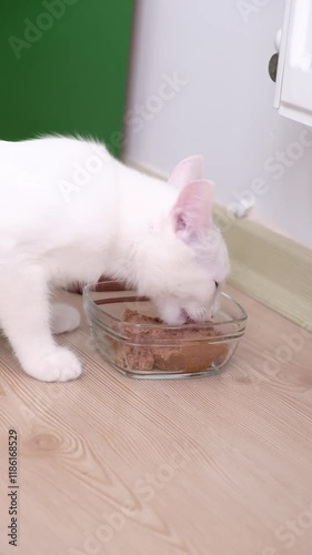 View of an adopted domestic white cat eating wet cat food on the floor at a house