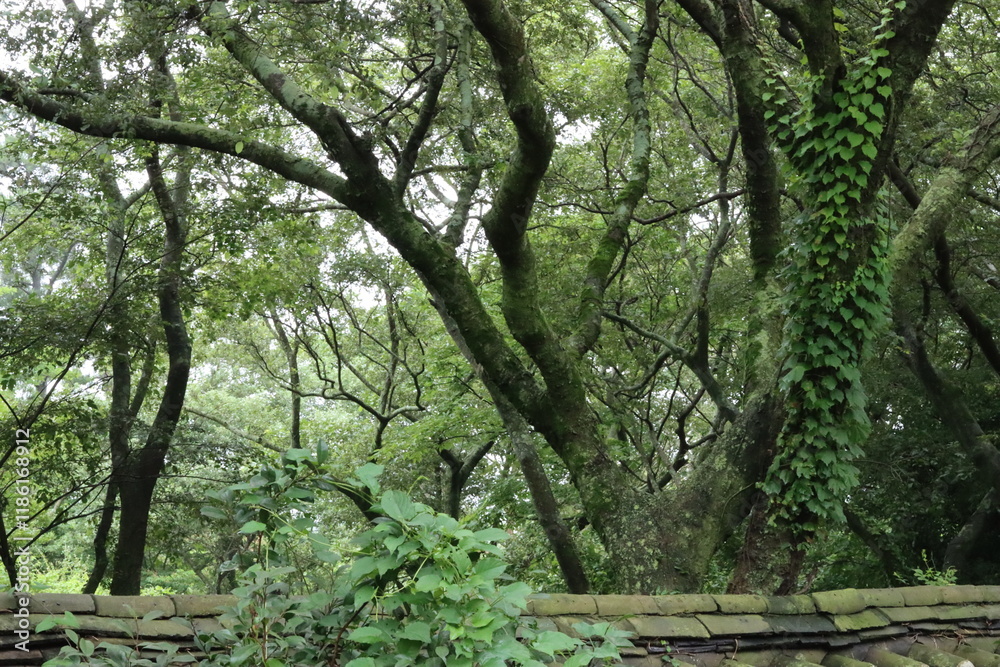 Obraz premium 제주숲