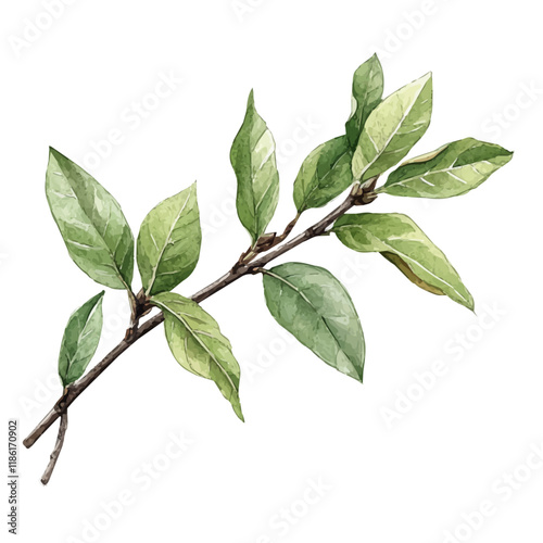 A watercolor vector of a Balsam, isolated on a white background. Balsam vector.
