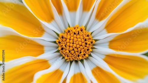 Symmetrical yellow white bloom closeup image. Bright petals radiating around compact orange center flower. Vibrant macro. Floral close up photography. Botanical concept photo realistic