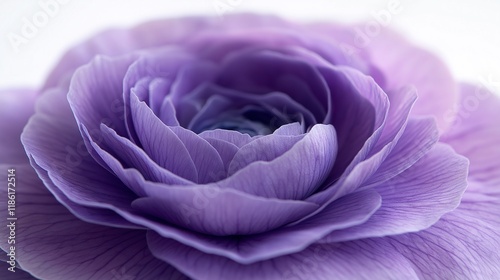 Elegant lavender rose layered petals closeup image. Perennial flowering plant. Floral close up photography. Nature-inspired elegance. Botanical harmony concept photo realistic photo