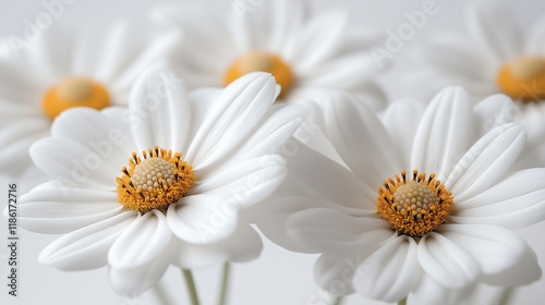 Cluster of white daisies with soft orange centers closeup image. Camomiles chamomiles. Delicate blooms bouquet. Floral close up photography. Wildflowers concept photo realistic
