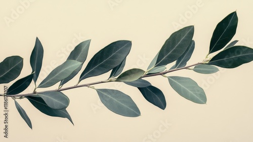 Fresh bay leaves arranged elegantly on a neutral background showcasing their ...