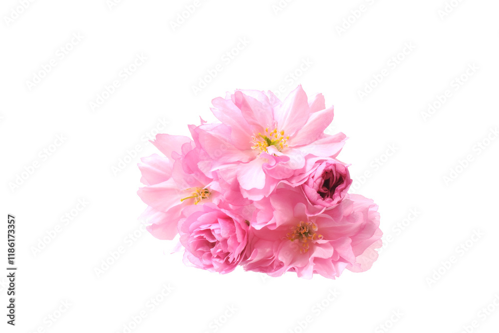 Pink sakura flowers heads or blossoming buds closed up isolated on white Pink sakura flowers heads or blossoming buds closed up isolated on white