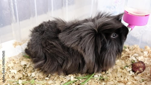 Cute little guinea pig drinking water and hanging around in the cage