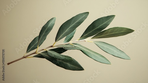 Fresh bay leaves arranged elegantly on a neutral background showcasing their ...