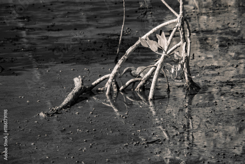 Infrared photograpgy, a bird in a wetland with mangrove roots extending into the water photo