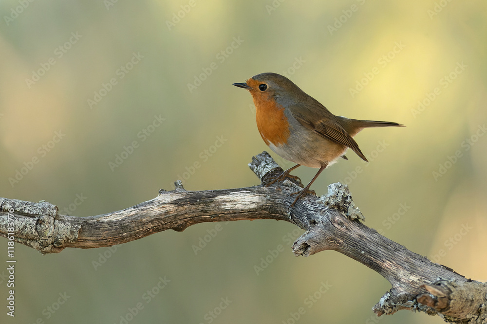European robin in a Mediterranean forest of pine and oak trees at the first light of a winter day European robin in a Mediterranean forest of pine and oak trees at the first light of a winter day