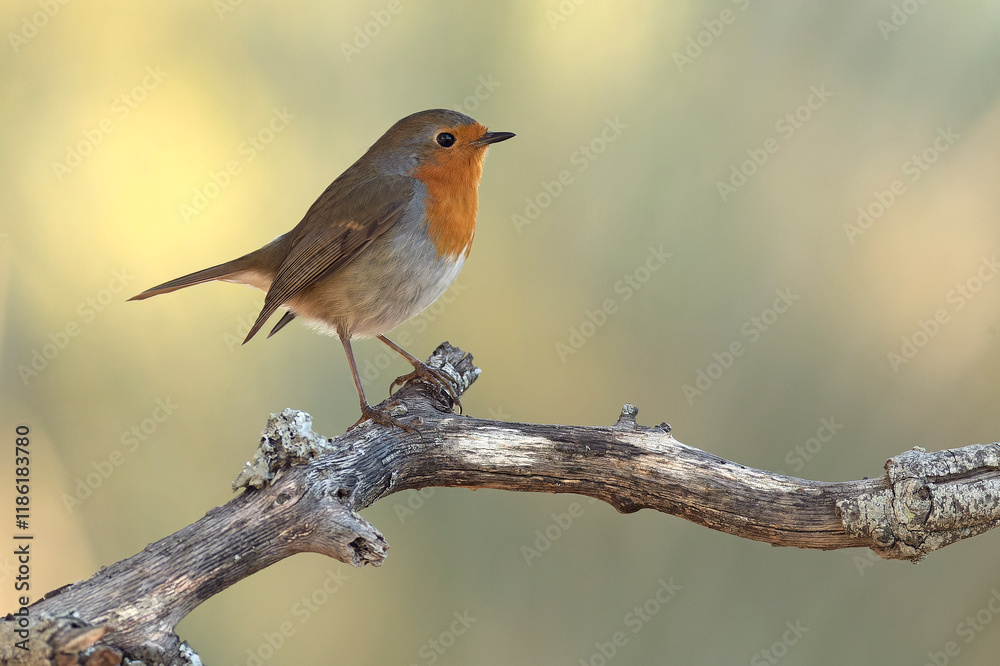 European robin in a Mediterranean forest of pine and oak trees at the first light of a winter day European robin in a Mediterranean forest of pine and oak trees at the first light of a winter day