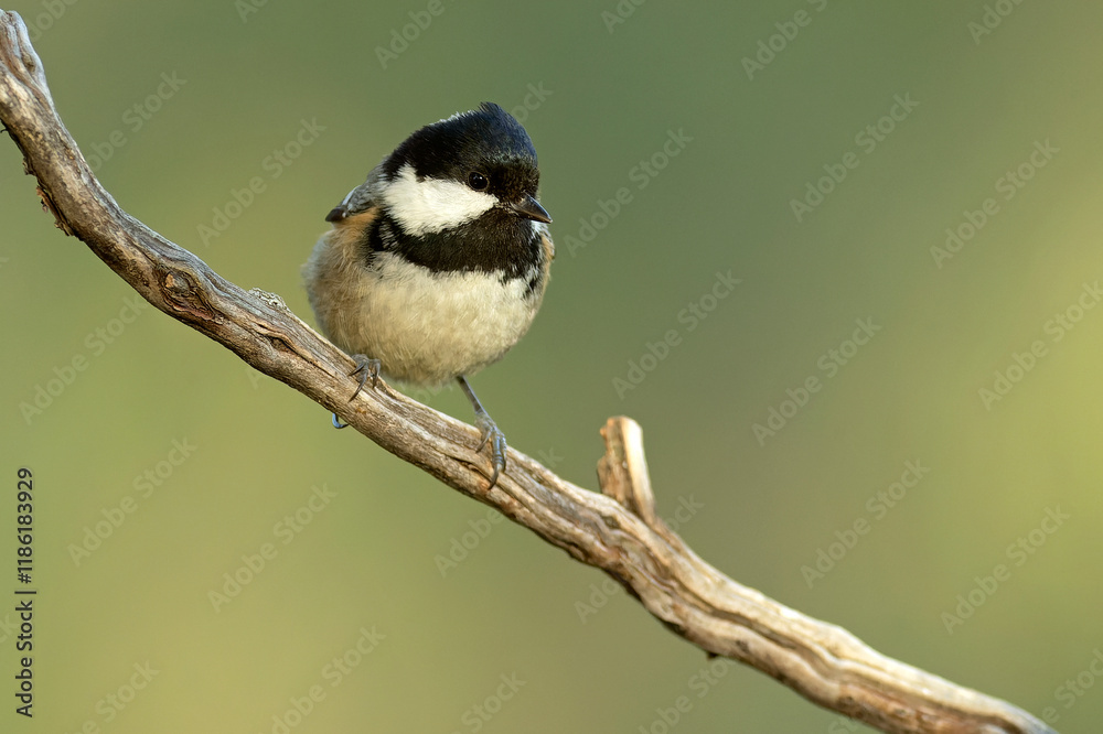Coal tit in a Mediterranean pine and oak forest at the first light of a winter day Coal tit in a Mediterranean pine and oak forest at the first light of a winter day