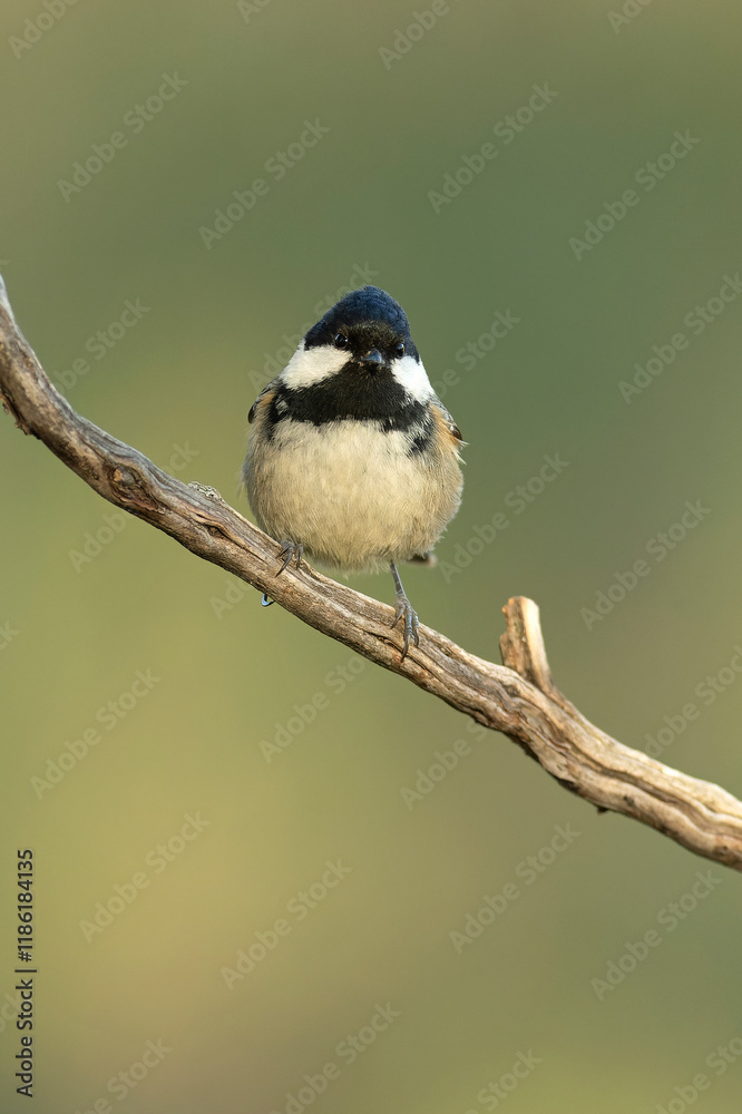Coal tit in a Mediterranean pine and oak forest at the first light of a winter day Coal tit in a Mediterranean pine and oak forest at the first light of a winter day