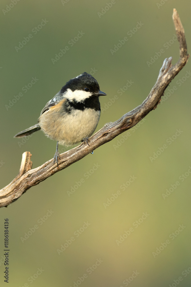 Coal tit in a Mediterranean pine and oak forest at the first light of a winter day Coal tit in a Mediterranean pine and oak forest at the first light of a winter day