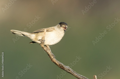 Common whitethroat at first light on an early winter morning in a pine and oak forest photo