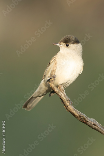 Common whitethroat at first light on an early winter morning in a pine and oak forest photo