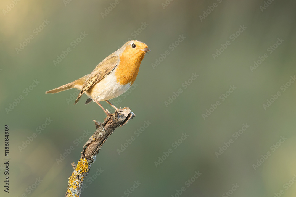 European robin in a Mediterranean forest of pine and oak trees at the first light of a winter day European robin in a Mediterranean forest of pine and oak trees at the first light of a winter day