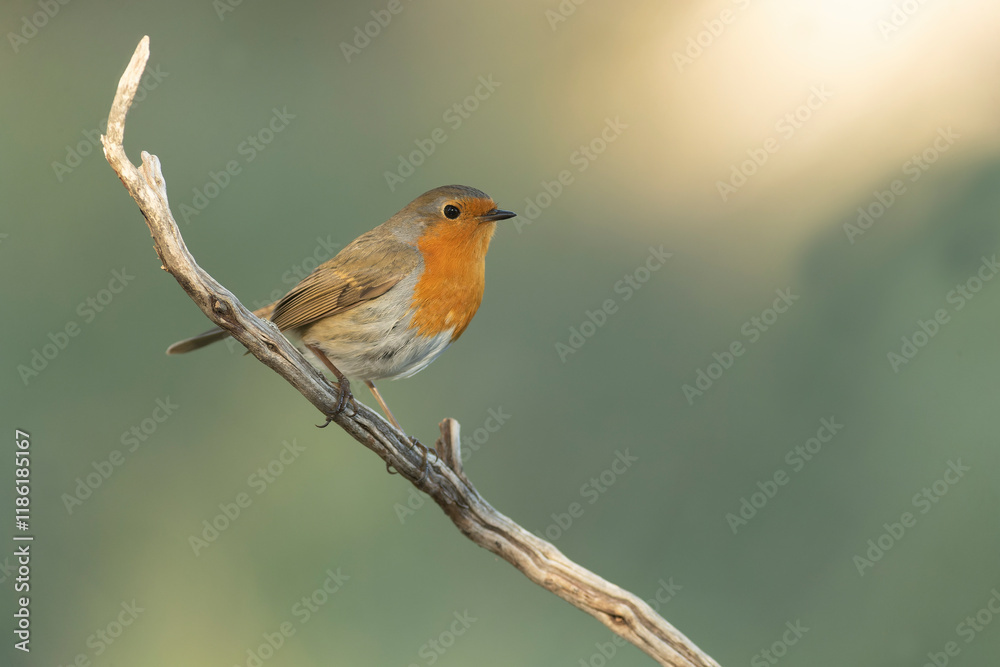 European robin in a Mediterranean forest of pine and oak trees at the first light of a winter day European robin in a Mediterranean forest of pine and oak trees at the first light of a winter day