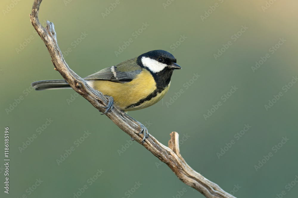 Obraz premium Great tit at the first light of an early winter morning in a pine and oak forest