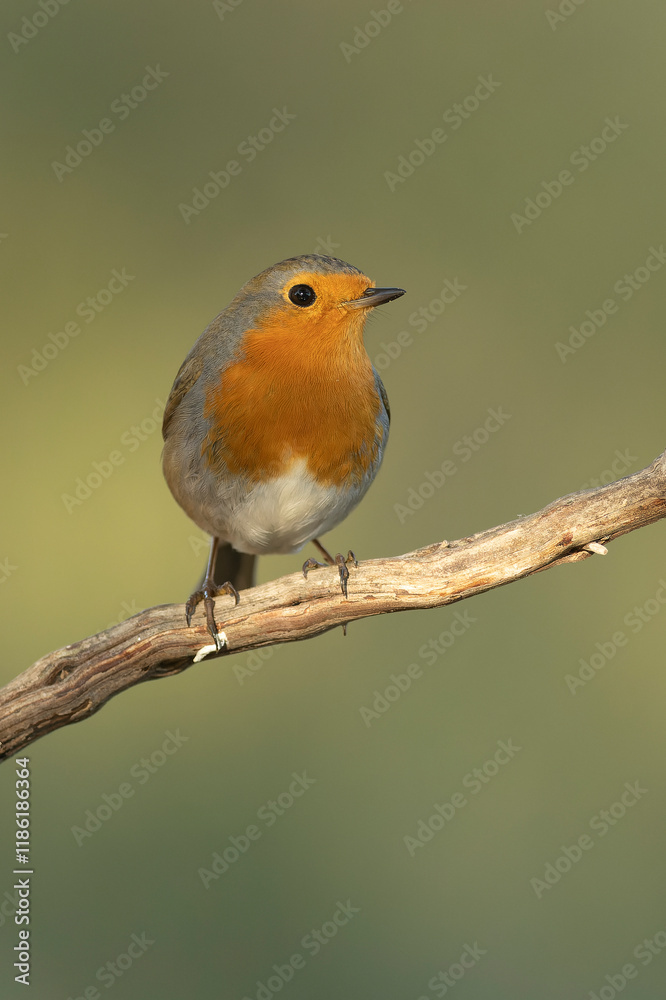 European robin in a Mediterranean forest of pine and oak trees at the first light of a winter day European robin in a Mediterranean forest of pine and oak trees at the first light of a winter day