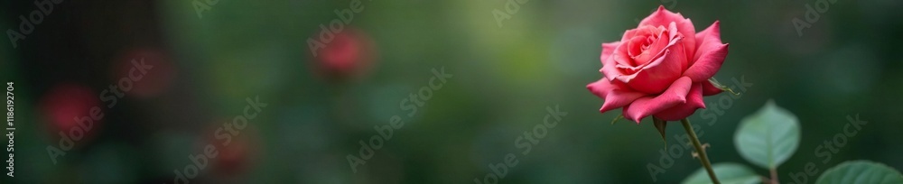 A delicate rose blooms in an unexpected place, solitude, hidden A delicate rose blooms in an unexpected place, solitude, hidden