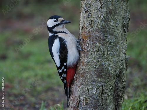 Dzięcioł duży (Dendrocopos major) na pniu jabłoni (Malus) w ogrodzie photo