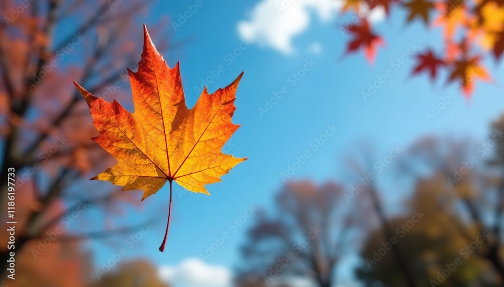 Single maple leaf floats gently on the breeze in autumn, maple leaf, natural scenery, blue sky Single maple leaf floats gently on the breeze in autumn, maple leaf, natural scenery, blue sky