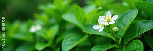 Delicate white flowers amidst lush green foliage, flower, zygophyllum fontanesii, shrub photo