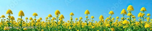 Ragweed plants in full bloom against a bright blue sky, environment, plant growth, natural world
