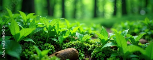 Ferns with lush green leaves and stems forming a dense mat on forest floor, foliage, landscape photo