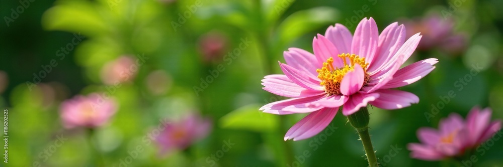 Pink and white Helichrysum in a garden with lush greenery, plant, flowers Pink and white Helichrysum in a garden with lush greenery, plant, flowers