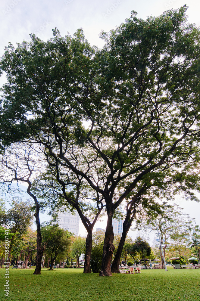 A large tree with sprawling branches in a green park, surrounded by grass and smaller trees, under a partly cloudy sky. A large tree with sprawling branches in a green park, surrounded by grass and smaller trees, under a partly cloudy sky.