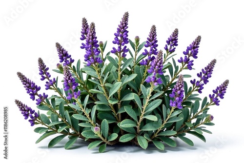 Bushy shrub with grayish green leaves and purple flowers isolated on white background, Mexican bush sage, herb, plant life