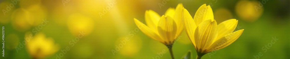 Bright yellow petals unfolding from green stem, blooming, sunny Bright yellow petals unfolding from green stem, blooming, sunny