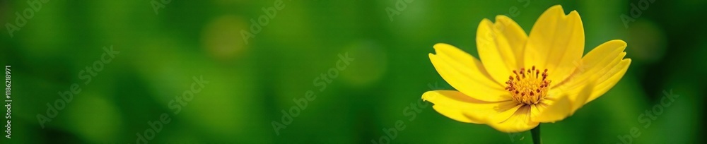 A stunning yellow flower against a lush green backdrop, organic, pumpkin A stunning yellow flower against a lush green backdrop, organic, pumpkin