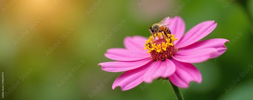 A tiny yellow hover bee suspended above a large pink wildflower, bees, A tiny yellow hover bee suspended above a large pink wildflower, bees,