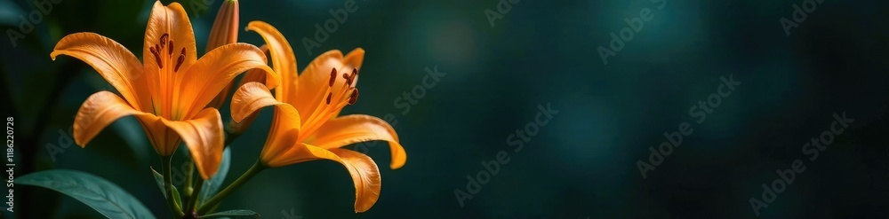 Bright sunny lily flower blooms on a dark mysterious background, bloom, nature, blossom Bright sunny lily flower blooms on a dark mysterious background, bloom, nature, blossom
