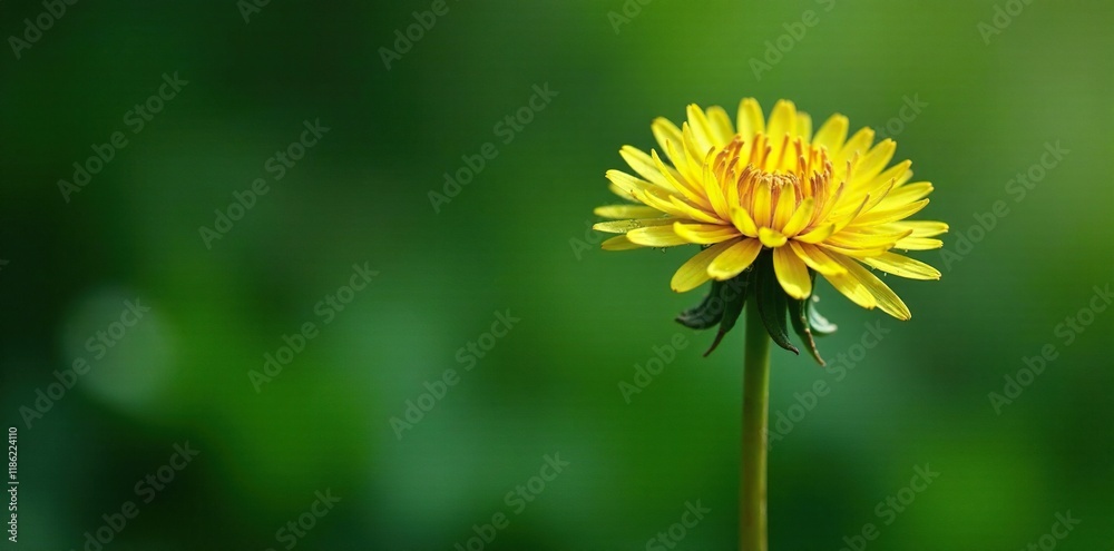 Dandelion flower on dark green leaf with dew drops, flower, mist Dandelion flower on dark green leaf with dew drops, flower, mist