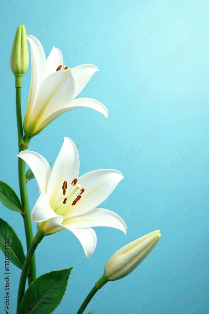 Obraz premium Soft pastel blue background with white lily flowers and leaves, spring, nature