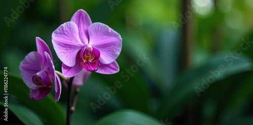 Delicate purple orchid blooms on a lush tropical shrub, foliage, greenery, flowers