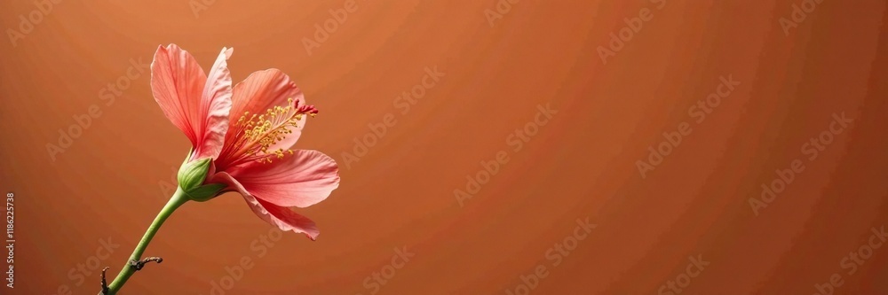 Obraz premium Single Tung Blossom with delicate green stem on a terracotta background, rustic, earthy, nature