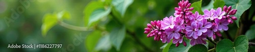 Purple lilac flowers growing on a trellis with green vines, botanical, branches, lilac