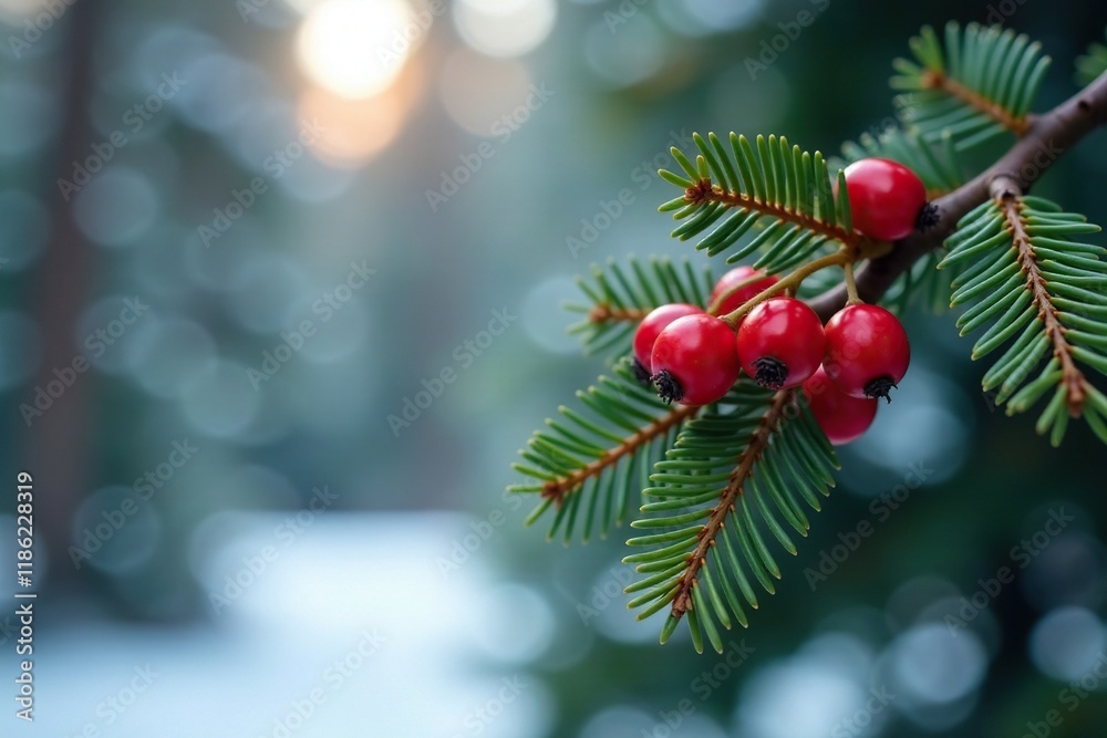Berries on a branch of spruce tree in the forest square, forest, winter, Berries on a branch of spruce tree in the forest square, forest, winter,