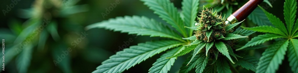 Cannabis leaves and branches surrounding a pipe, leaf, branch, herb Cannabis leaves and branches surrounding a pipe, leaf, branch, herb