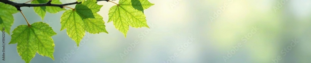 Delicate linden leaf shapes against a soft gray background, leaf shapes, tree branches, trees Delicate linden leaf shapes against a soft gray background, leaf shapes, tree branches, trees